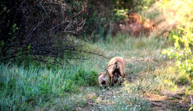 amstaff bitch mother dog and her puppy pictured in nature image