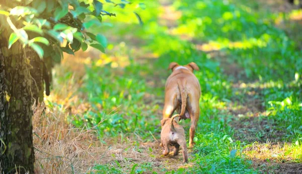 Amstaff Bitch Mother Dog Her Puppy Pictured Nature Image — Stockfoto