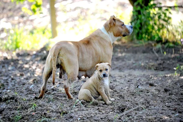 Amstaff Bitch Mother Dog Her Puppy Pictured Nature Image — Stockfoto