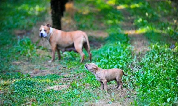 Amstaff Bitch Mother Dog Her Puppy Pictured Nature Image — Stockfoto