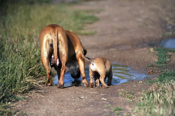 Thirsty Amstaff Bitch Mother Dog Her Puppy Drinking Water — Stockfoto