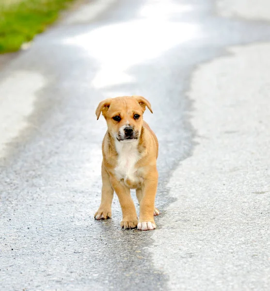 Mignon Chiot Race Mixte Brun Une Image Mère Amstaff — Photo