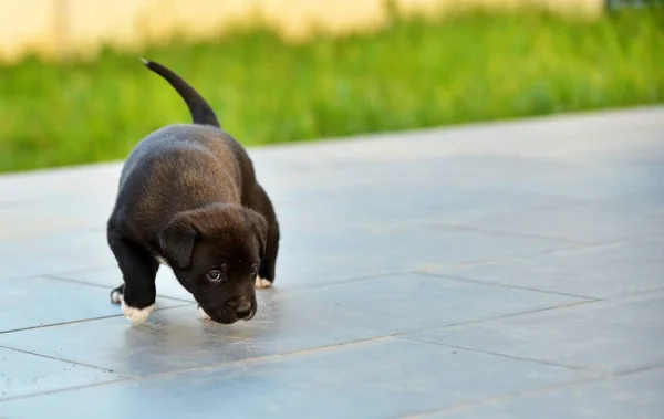 かわいいアメリカのスタッフォードシャーテリア子犬 — ストック写真