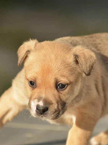 Cute Amerykański Staffordshire Terrier Szczeniak — Zdjęcie stockowe