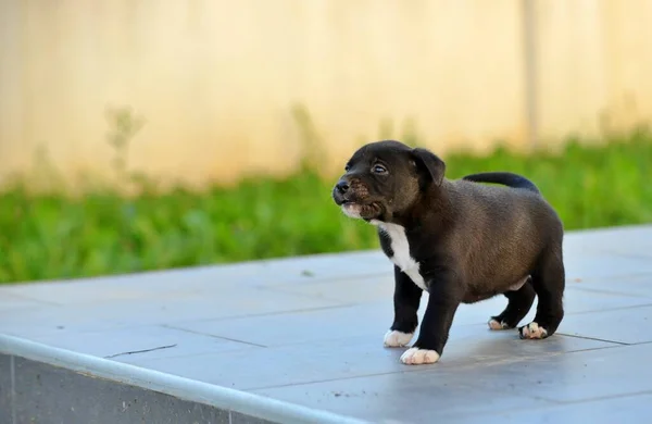 Cute American Staffordshire Terrier Puppy — Stock Photo, Image