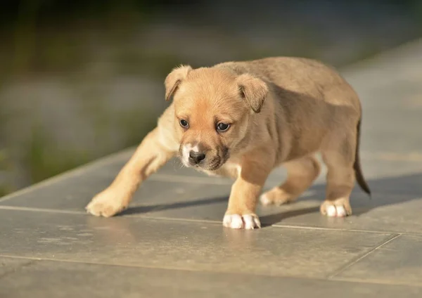 Söt Amerikansk Staffordshire Terrier Valp — Stockfoto