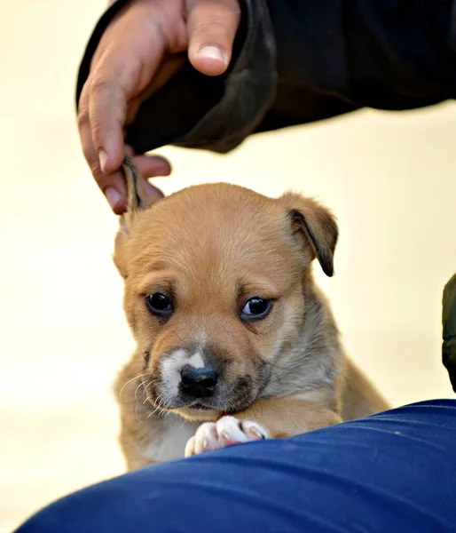 Fiú Megható Fül Egy Amerikai Staffordshire Terrier Kiskutya — Stock Fotó