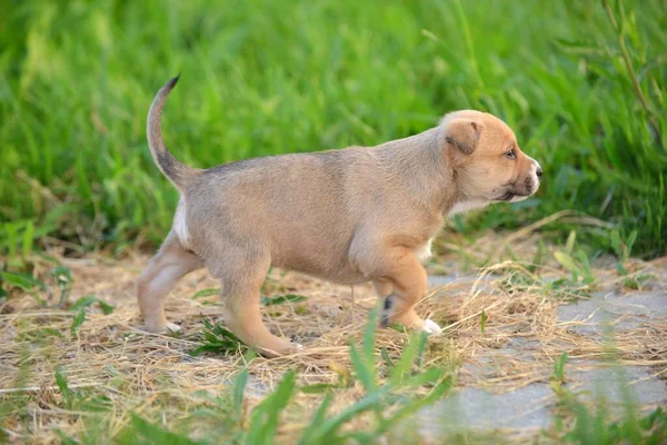 アメリカン スタッフォードシャー テリア子犬オン草 — ストック写真