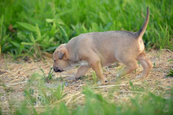 Chiot Terrier Américain Staffordshire Sur Herbe — Photo