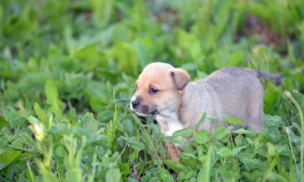 American Staffordshire Teriyer Köpeği Çimlerin Üzerinde — Stok fotoğraf