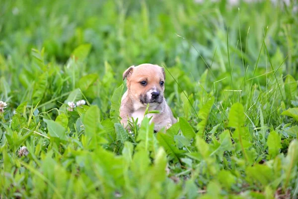 アメリカン スタッフォードシャー テリア子犬オン草 — ストック写真