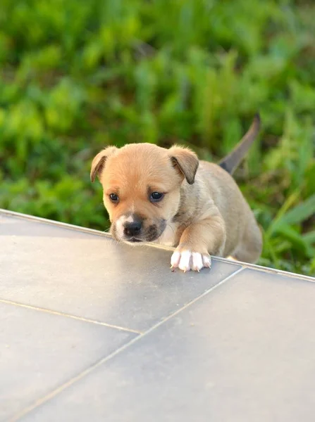 American Staffordshire Terrier Puppy Climbing Stairs — Stock Photo, Image