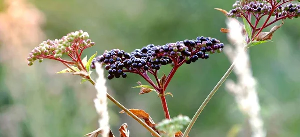 Кластеры Фруктов Черной Бузины Саду Солнечном Свете Sambucus Nigra Старейшина — стоковое фото