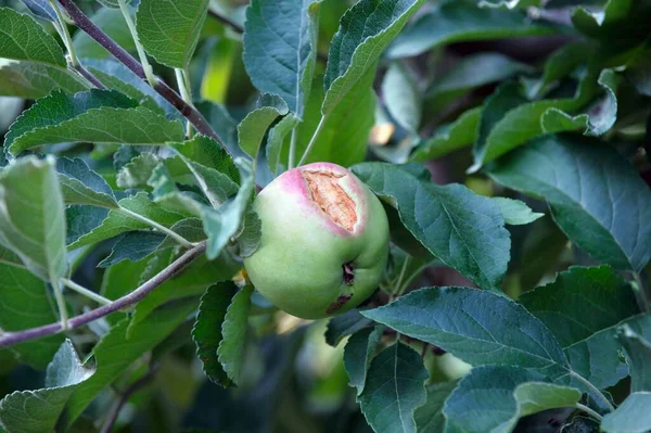 Jabłka Uszkodzone Przez Burzę Gradową — Zdjęcie stockowe