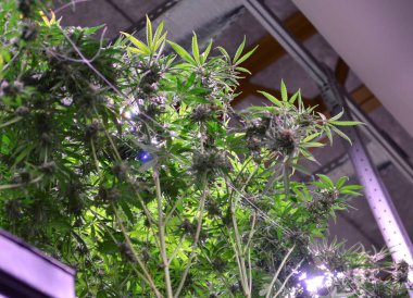 CBD petrol üretimi için kenevir fabrikaları. Tarladaki kenevir bitkileri. Ticari kenevir üretimi. Doğal sağlık kavramı.