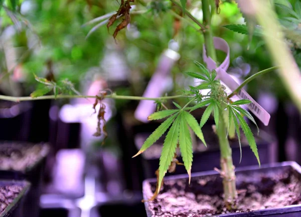 Plantas Cânhamo Para Produção Óleo Cbd Plantas Cannabis Campo Agrícola — Fotografia de Stock