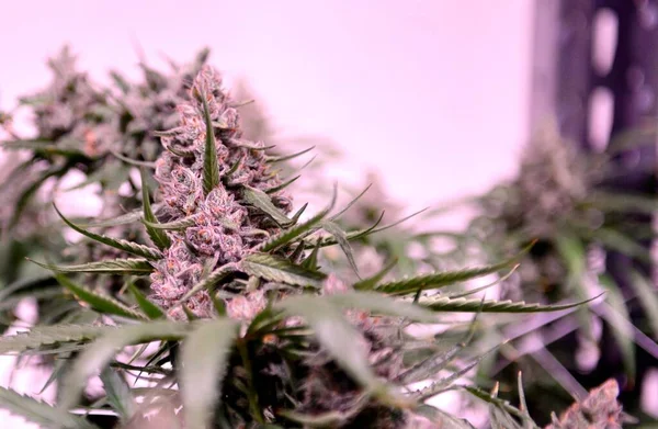 Hanfpflanzen Für Die Cbd Ölproduktion Cannabispflanzen Auf Dem Feld Kommerzielle — Stockfoto