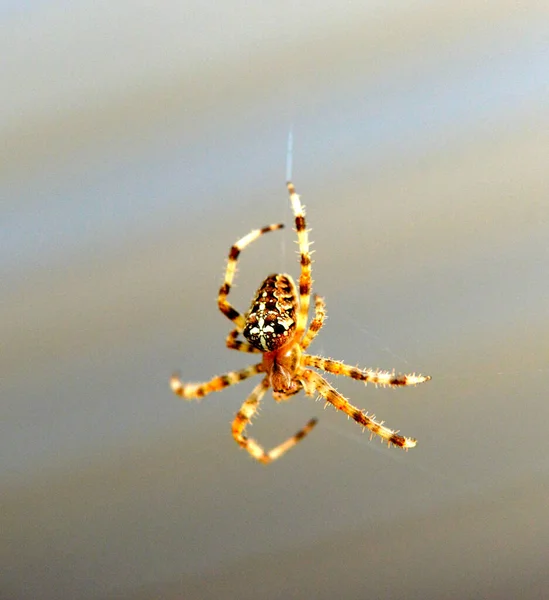 Aranha Jardim Europeia Qith Cruz Forma Umas Costas — Fotografia de Stock