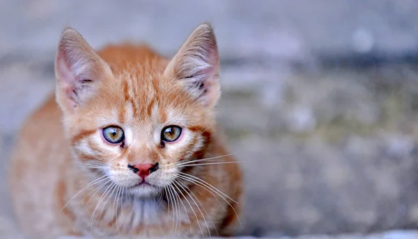 Cute Stray Street Kitten Portrait — Stock Photo, Image
