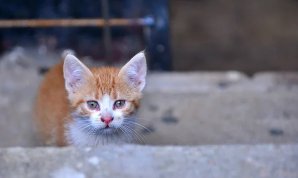 Cute Stray Street Kitten Portrait — Stock Photo, Image