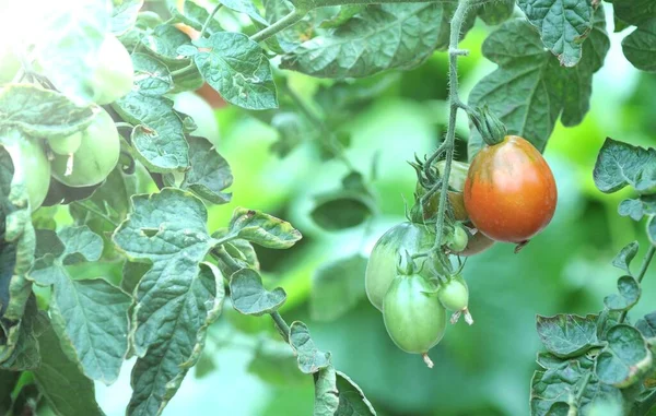 Mûrissement Des Tomates Dans Potager Bio — Photo