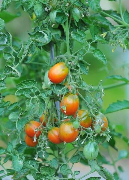 有機野菜の庭でトマトの熟成 — ストック写真