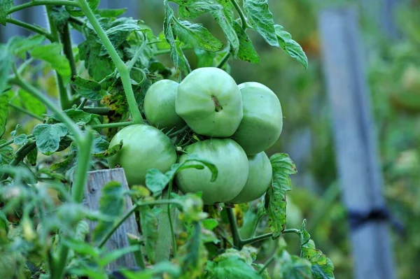 Tomater Som Mognar Ekologisk Grönsaksträdgård — Stockfoto