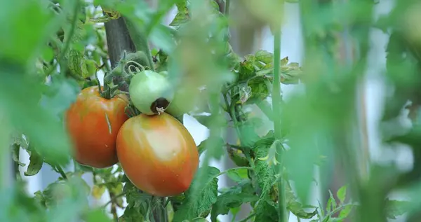 在有机蔬菜园里成熟的西红柿 — 图库照片