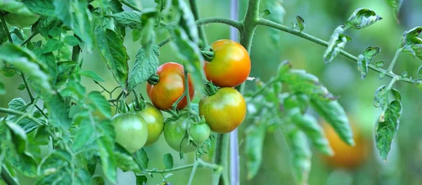 Pomodori Maturi Orto Biologico — Foto Stock