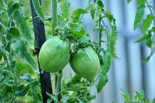 在有机蔬菜园里成熟的西红柿 — 图库照片