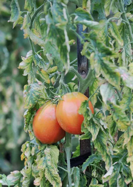 Tomates Amadurecendo Uma Horta Orgânica — Fotografia de Stock