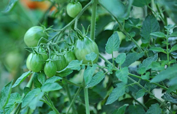 在有机蔬菜园里成熟的西红柿 — 图库照片