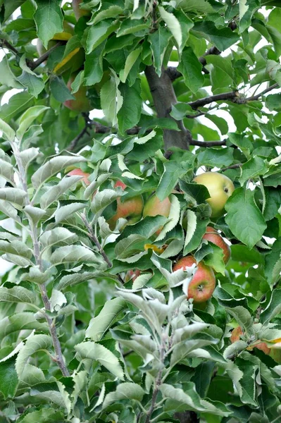 Appels Boomgaard Herfst Klaar Voor Oogst — Stockfoto