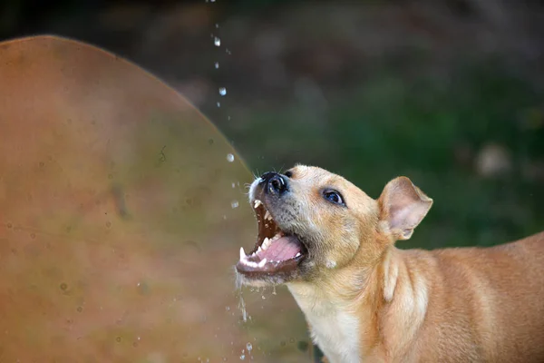 Hond drinkwater, vallende waterdruppels, verfrissende .dorstige hond in de zomer — Stockfoto