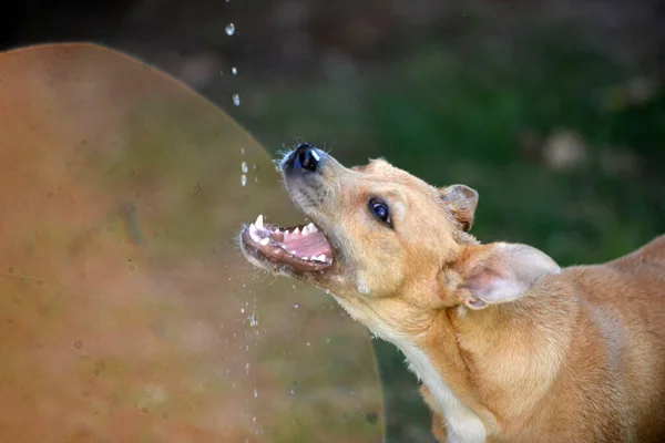 Hond drinkwater, vallende waterdruppels, verfrissende .dorstige hond in de zomer — Stockfoto