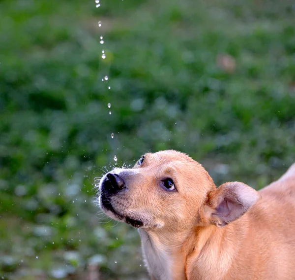 Cão bebendo água, caindo gotas de água, refrescante cão .thirsty no verão — Fotografia de Stock