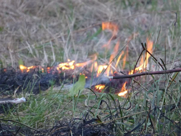 Vuur, vlam — Stockfoto