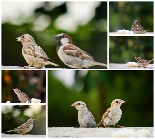 House sparrow , collage of — Stock Photo, Image