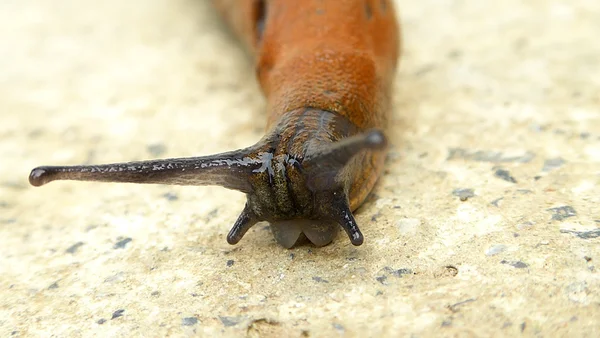 Slak op een concrete achtergrond — Stockfoto