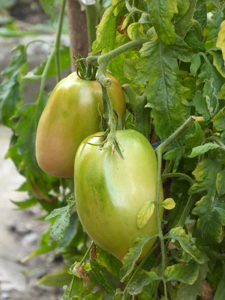Tomates biológicos — Fotografia de Stock