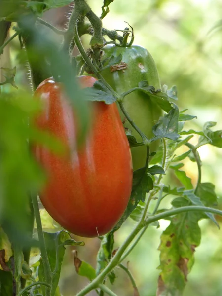 Bio-Tomaten — Stockfoto