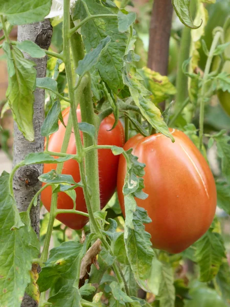 Bio organic tomatoes — Stock Photo, Image