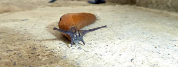 Slug on a concrete background — Stock Photo, Image