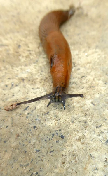 Slug on a concrete background — Stock Photo, Image