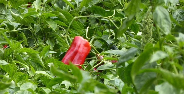 Pepper In The Garden — Stock Photo, Image