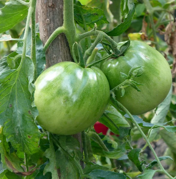 生物有机西红柿 — 图库照片