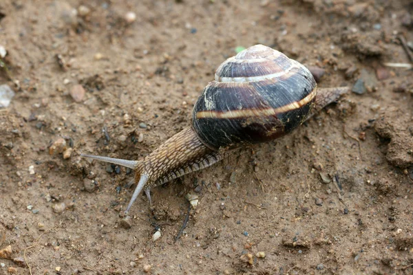 El caracol en el suelo — Foto de Stock