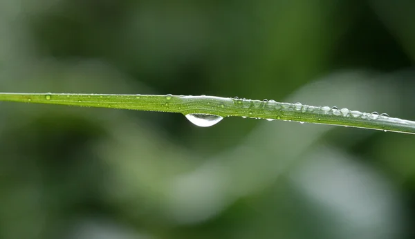 Krople Deszczu Liściu — Zdjęcie stockowe