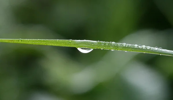 Gota Lluvia Una Hoja —  Fotos de Stock