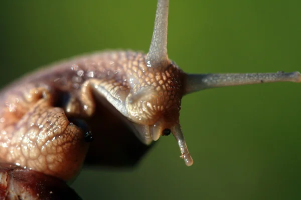 Caracol —  Fotos de Stock